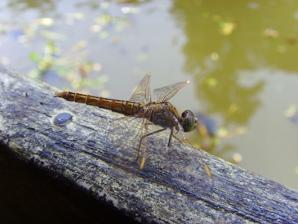 Dragonfly on the boat