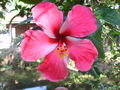 Beautiful flower on the backwaters