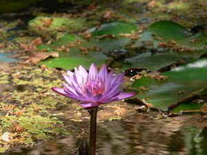 Lotus flower in a spice garden