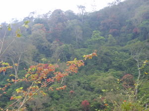 Jungle scenery in Thekadi