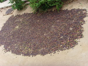 Pepper drying in a tribal village