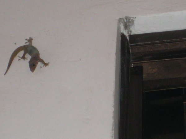Geckos died on our walls