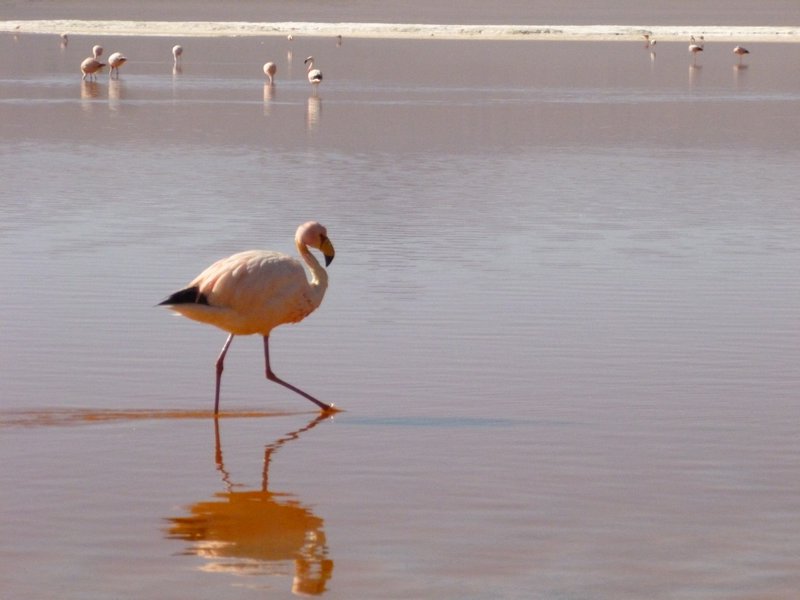 Flamingo at Laguna Colorada