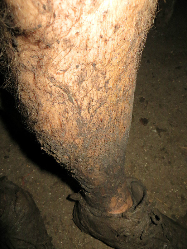 My muddy leg at the end of Day 1. The following four days were the same.