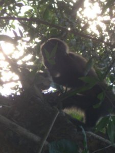 Cataratas del Iguazu Monkeys (138)