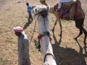 Giza Pyramids - Camel Ride 1