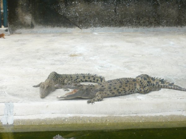 dead looking croc's 