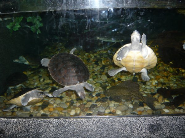 turtles scaling the walls 