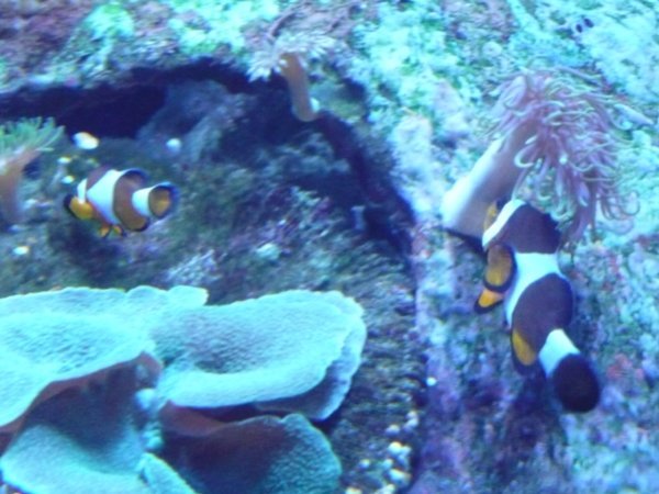 Nemo's 