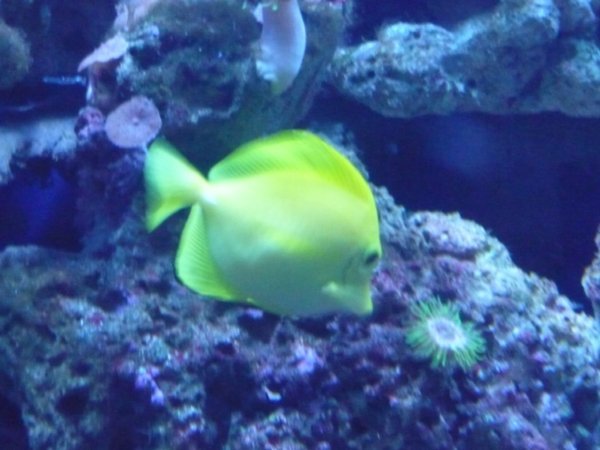 Nemo's friend 