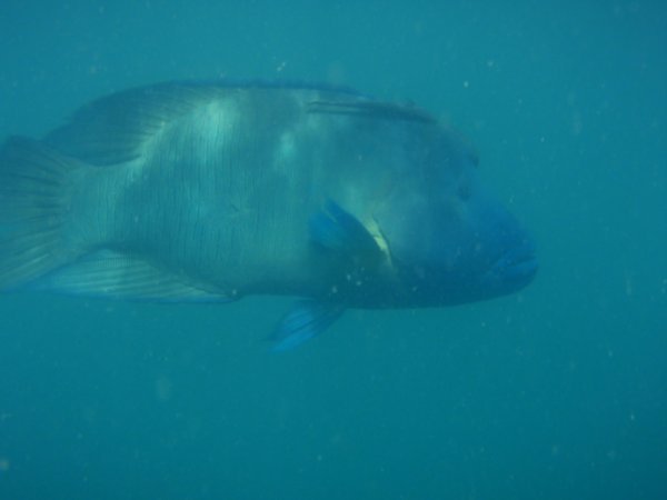 Alfred the parrot fish in Mantaray Bay 