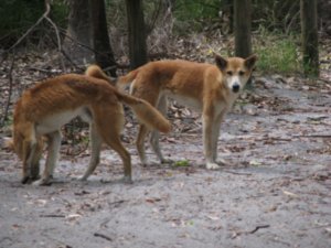 Dingo's - they look cute but they are nasty ! 