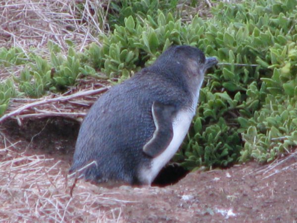 The little penguin going to sleep for the day in his burrow.