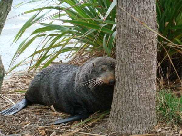 Fur Seal - Kaikoura