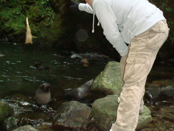 Seal Pups - Ohau Waterfall