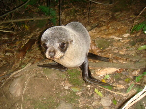 Fur Seal Pup - Ohau Falls