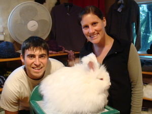 Rabbit Shearing, Waitomo