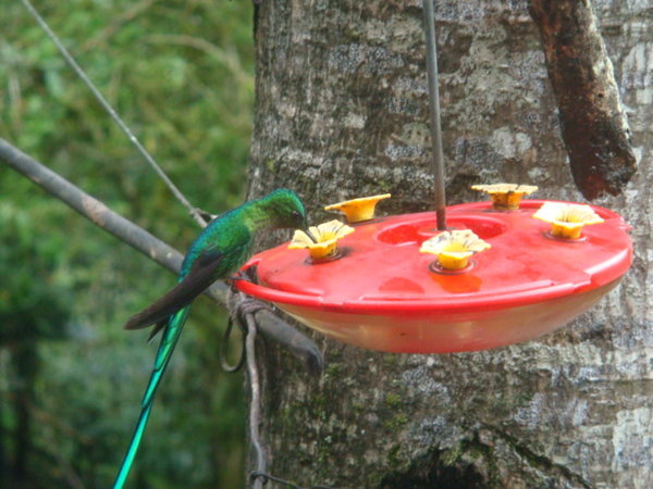 Humming Birds, Cloud Forest.