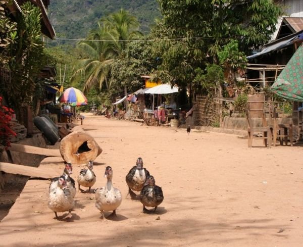Ducks at Muang Ngoi