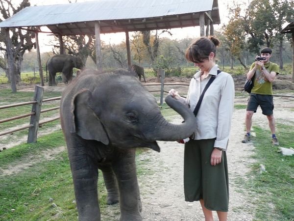 Snack time at the elephant breeding centre