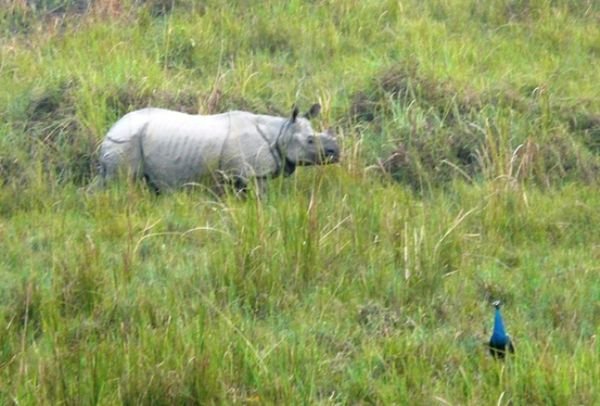 Puis nous faisons notre première rencontre avec Mr Rhinocéros, posant ici avec son ami le paon