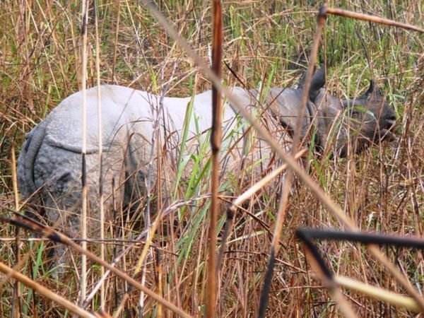 La maman Rhinocéros, en alerte, se dirige alors à  fond la caisse dans notre direction, pensant que le danger vient de nous !!