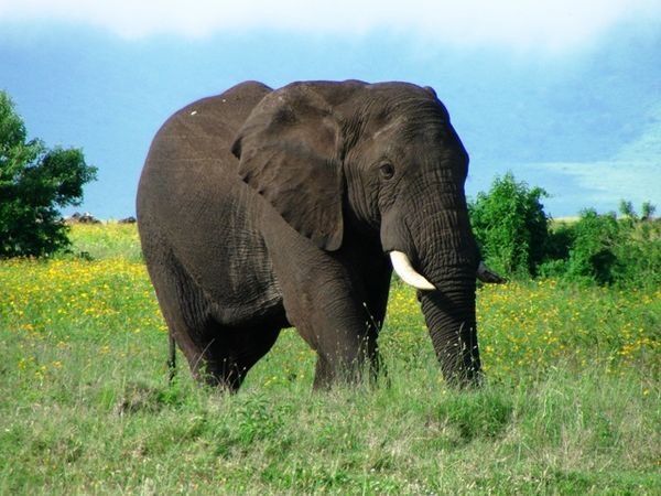 Rencontre avec un éléphant (tellement plus imposants que ceux d'Asie)