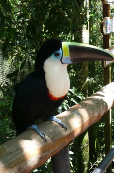 Une autre espece de toucan "a gorge blanche" 