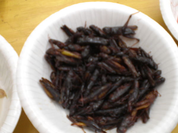 Caramelized Locusts