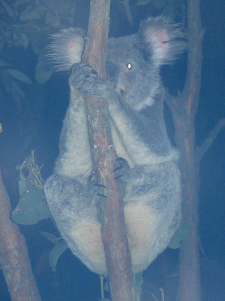 SYDNEY AQUARIUM: Koala