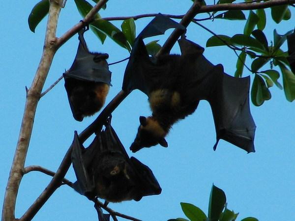 CAPE TRIBULATION: Flying foxes / Zorros voladores