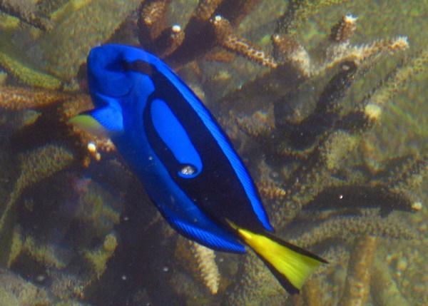 WHITSUNDAY ISLANDS (Daydream Island): Dory searching for Nemo (Blue Tang or Surgeonfish) / Dory buscando a Nemo (Cirujano Azul)