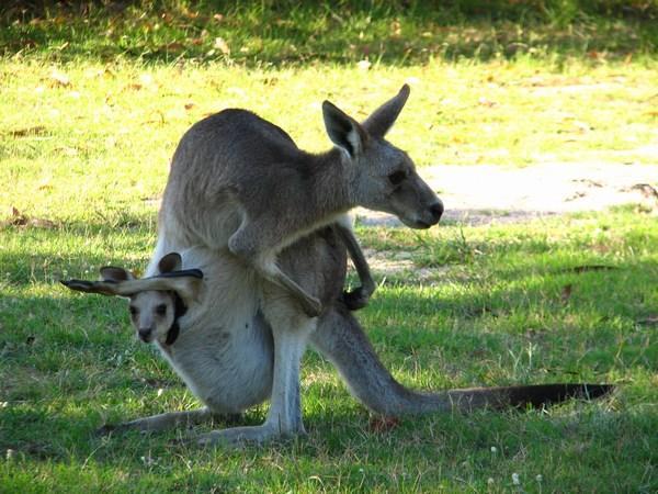 LADY MUSGRAVE ISLAND: Mummy Kangaroo and joey (in the campground) / Mamá Canguro y bebé (en el camping)