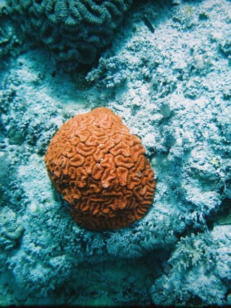 GREAT BARRIER REEF: Brain Coral / GRAN BARRERA: Coral Cerebro