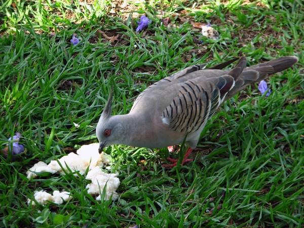 BYRON BAY: Crested Pigeon / Paloma-bronce Crestuda