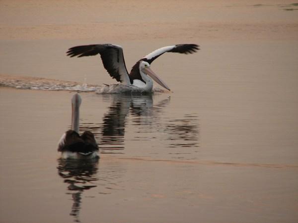 LAKE MACQUARIE: Pelicans / Pelícano