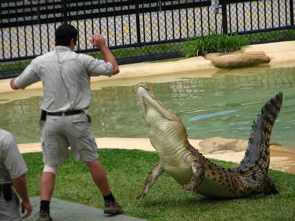 AUSTRALIA ZOO: Feeding the croc / Dando de comer al cocodrilo