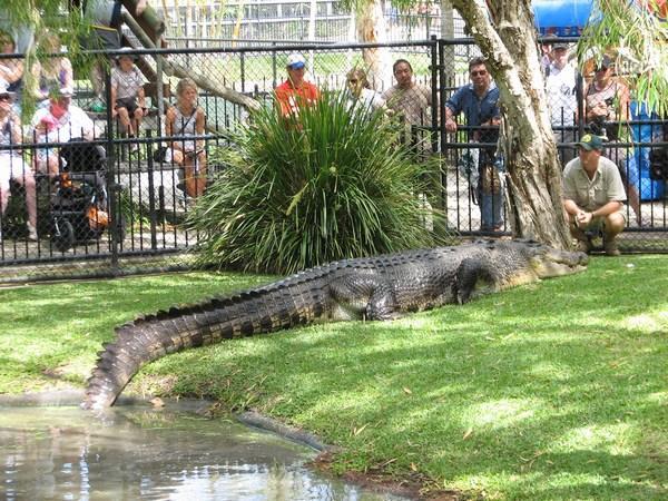 AUSTRALIA ZOO: Seriously big crocodile / Cocodrilo enorme de verdad