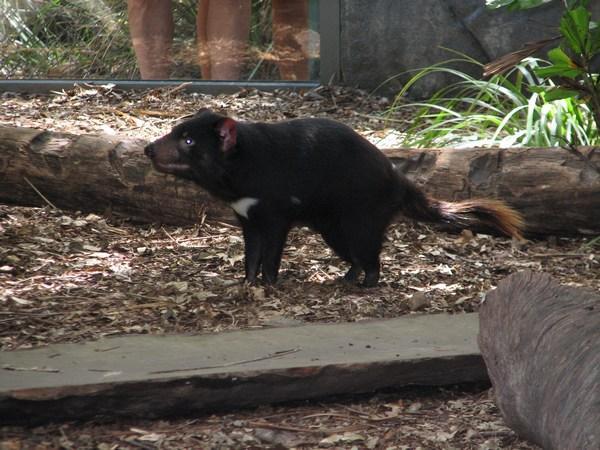 AUSTRALIA ZOO: Tasmanian Devil / Demonio de Tasmania