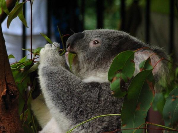 AUSTRALIA ZOO: Eucalyptus for breakfast, lunch and supper / Eucalipto en el desayuno, almuerzo y cena