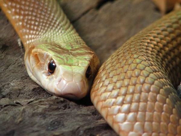 AUSTRALIA ZOO: Taipan Snake / Serpiente Taipan