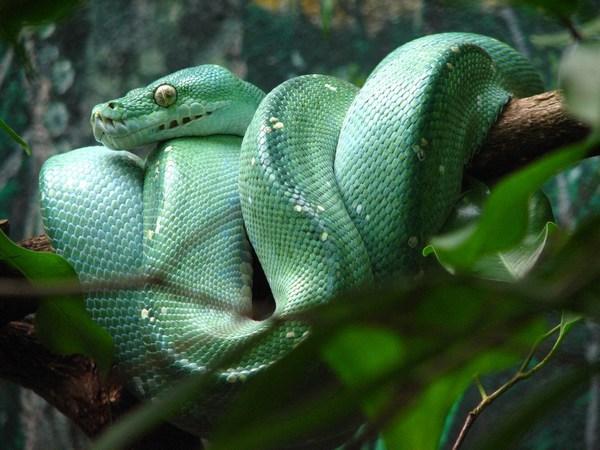 AUSTRALIA ZOO: Green Tree Python / Pitón Arbórea Verde