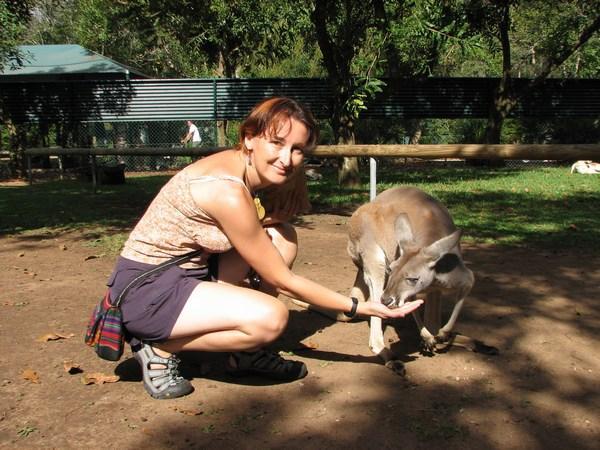 AUSTRALIA ZOO: Feeding a kangaroo / Dando de comer a un canguro