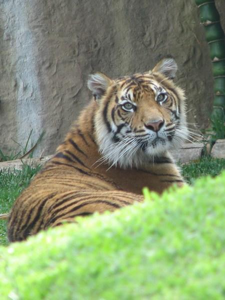 AUSTRALIA ZOO: Tiger / Tigre
