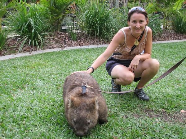 AUSTRALIA ZOO: Friendly Wombat / Wombat simpaticote