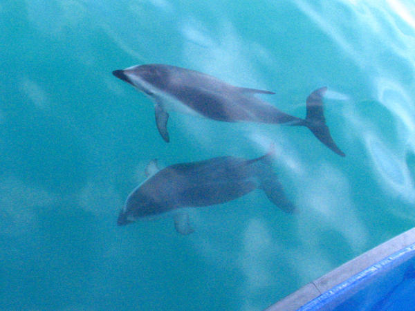 KAIKOURA: Dusky Dolphins / Delfines Oscuros