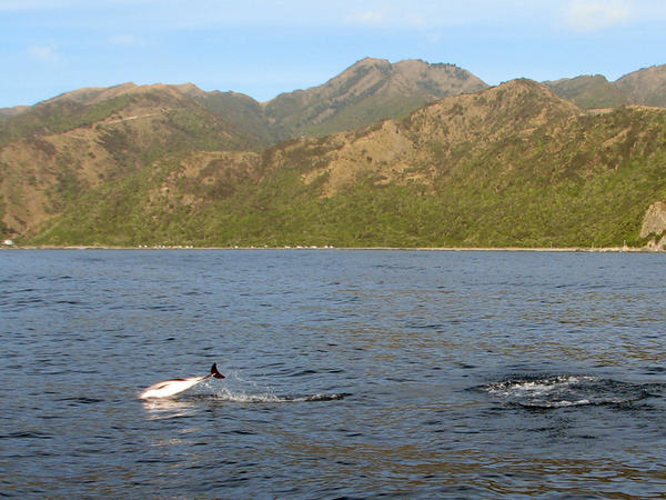 KAIKOURA: Dusky Dolphin near the coast / Delfín Oscuro cerca de la costa