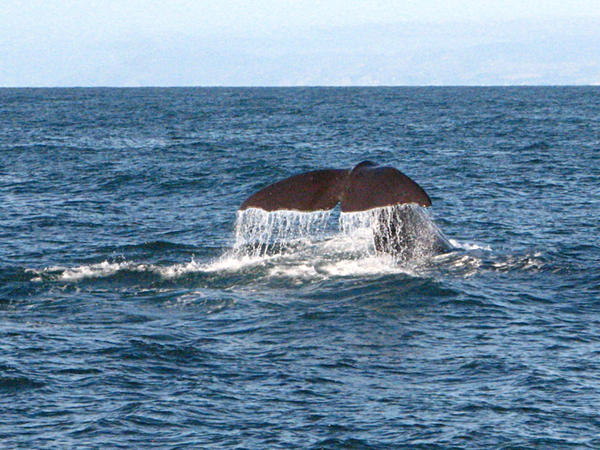 KAIKOURA: Sperm Whale's Tail / Cola de Cachalote
