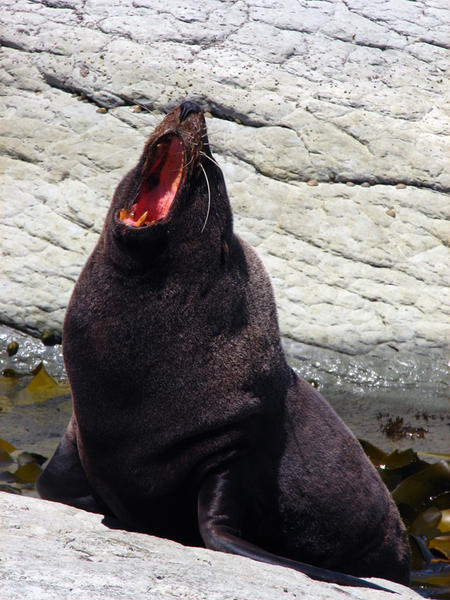 KAIKOURA: Seal - Big Yawn / Foca - Bostezón