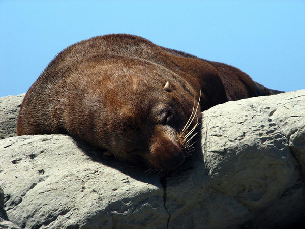 KAIKOURA: Seal - Siesta Time / Foca - hora de la siesta